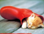 Animals wallpaper 064