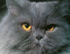 Animals wallpaper 065