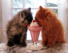Animals wallpaper 072