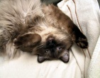 Animals wallpaper 074