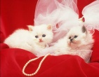 Animals wallpaper 075