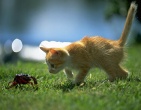 Animals wallpaper 077