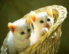 Animals wallpaper 078
