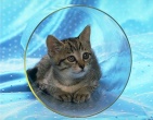 Animals wallpaper 080