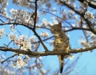 Animals wallpaper 083