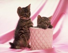 Animals wallpaper 085