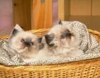 Animals wallpaper 086