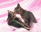 Animals wallpaper 087