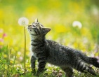 animals wallpaper 088