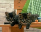 animals wallpaper 089