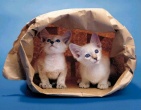 Animals wallpaper 092