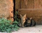 Animals wallpaper 093