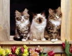 animals wallpaper 095