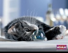 Animals wallpaper 097