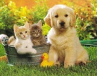Animals wallpaper 098