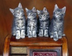 Animals wallpaper 099