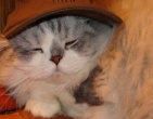 Animals wallpaper 101