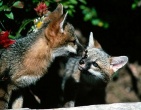 Animals wallpaper 102