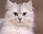 Animals wallpaper 103