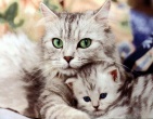Animals wallpaper 104