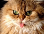 Animals wallpaper 105