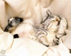 Animals wallpaper 106