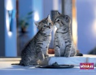 animals wallpaper 107