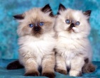 Animals wallpaper 109