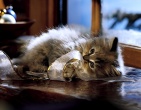 Animals wallpaper 110
