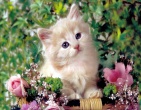 Animals wallpaper 111