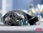 Animals wallpaper 112