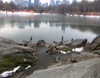 Animals wallpaper 113