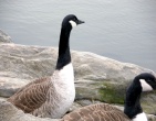 Animals wallpaper 115