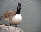 animals wallpaper 116