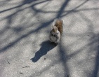 Animals wallpaper 117