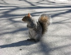 Animals wallpaper 118