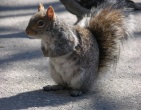 animals wallpaper 119