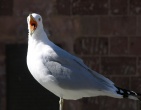 animals wallpaper 120
