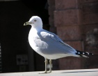 Animals wallpaper 121