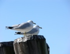 Animals wallpaper 123