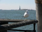 Animals wallpaper 125