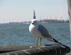 Animals wallpaper 126