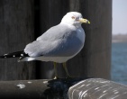 Animals wallpaper 127