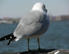 Animals wallpaper 128