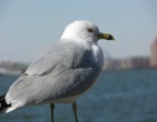 Animals wallpaper 129