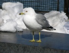 Animals wallpaper 132