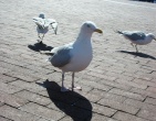 Animals wallpaper 133