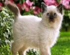 Animals wallpaper 135