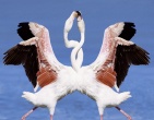 Animals wallpaper 136
