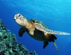 animals wallpaper 137